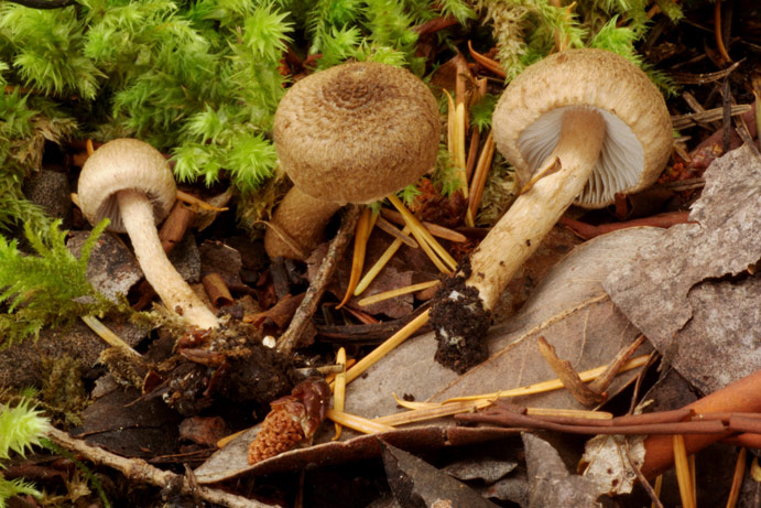 Inocybe lacera